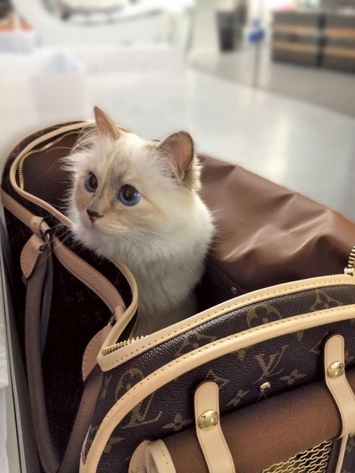 Návrhár Karl Lagerfeld bol známy tým, že si vytvoril mimoriadne silné puto so svojou mačkou Choupette