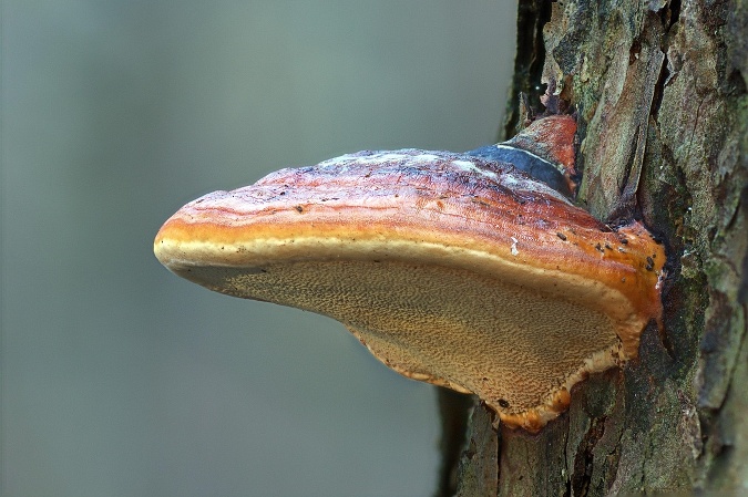 Reishi rastie na stromoch, ale nepatrí medzi jedlé huby